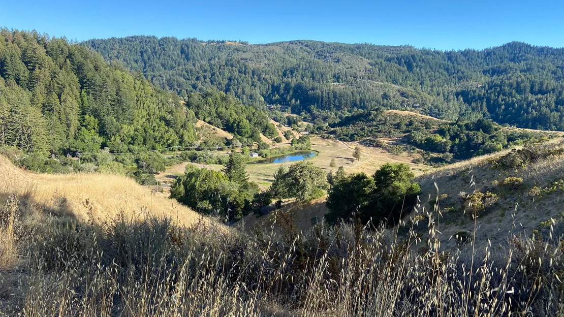 Neglected golf courses are gradually being taken over by the wilderness