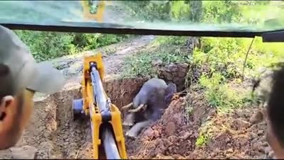 Rescuing a baby elephant that fell into an open well in Narla, Kalahandi state, India