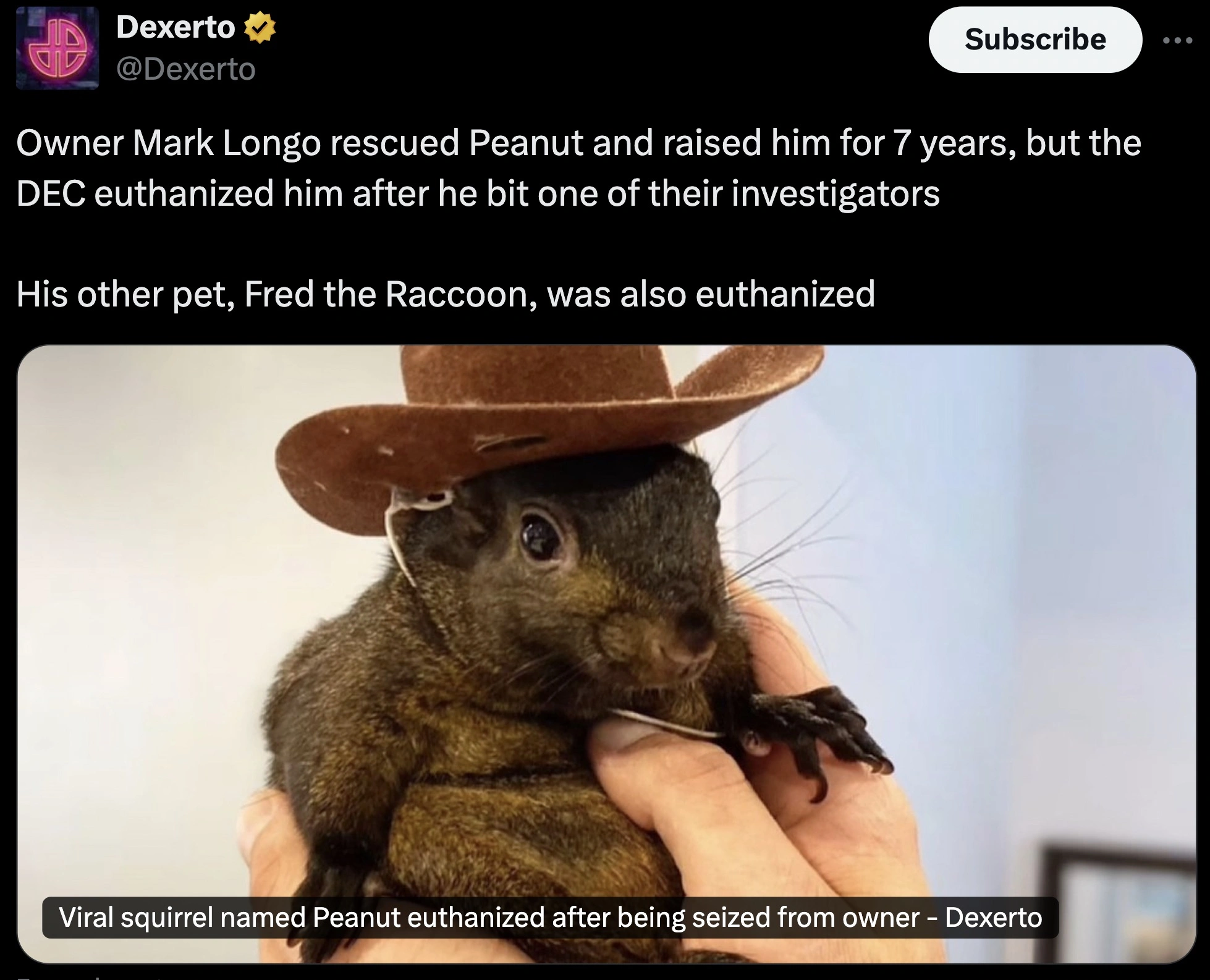 27 Tweets and Theories Honoring Peanut the Squirrel: A Memorial