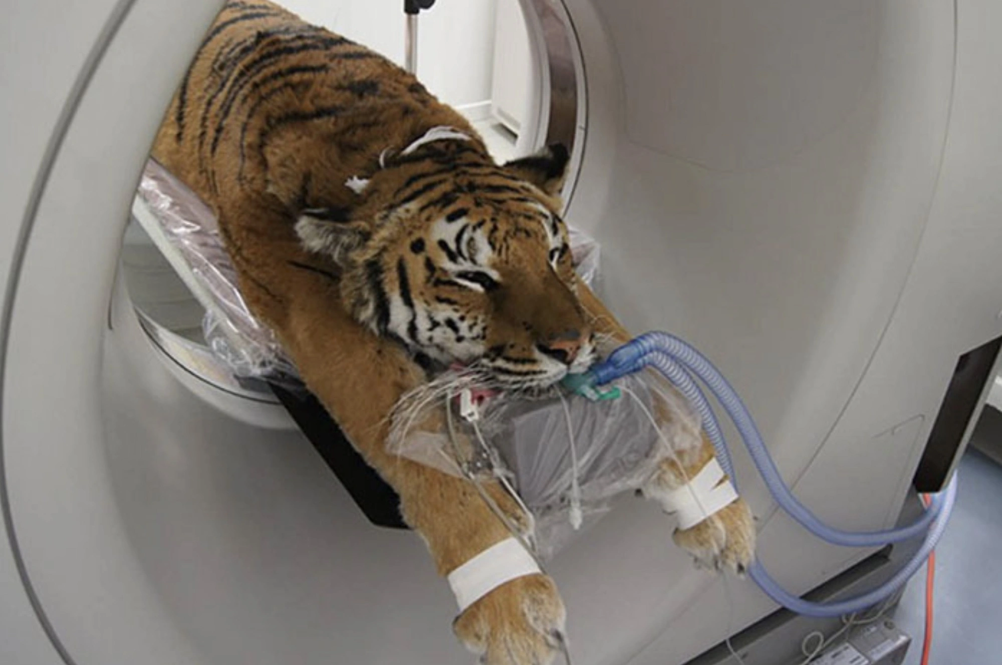 31 Animals Unwillingly Undergoing X-Rays