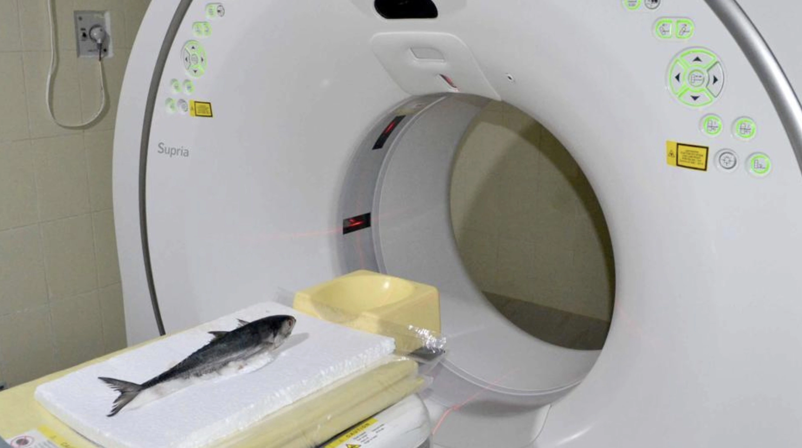 31 Animals Unwillingly Undergoing X-Rays