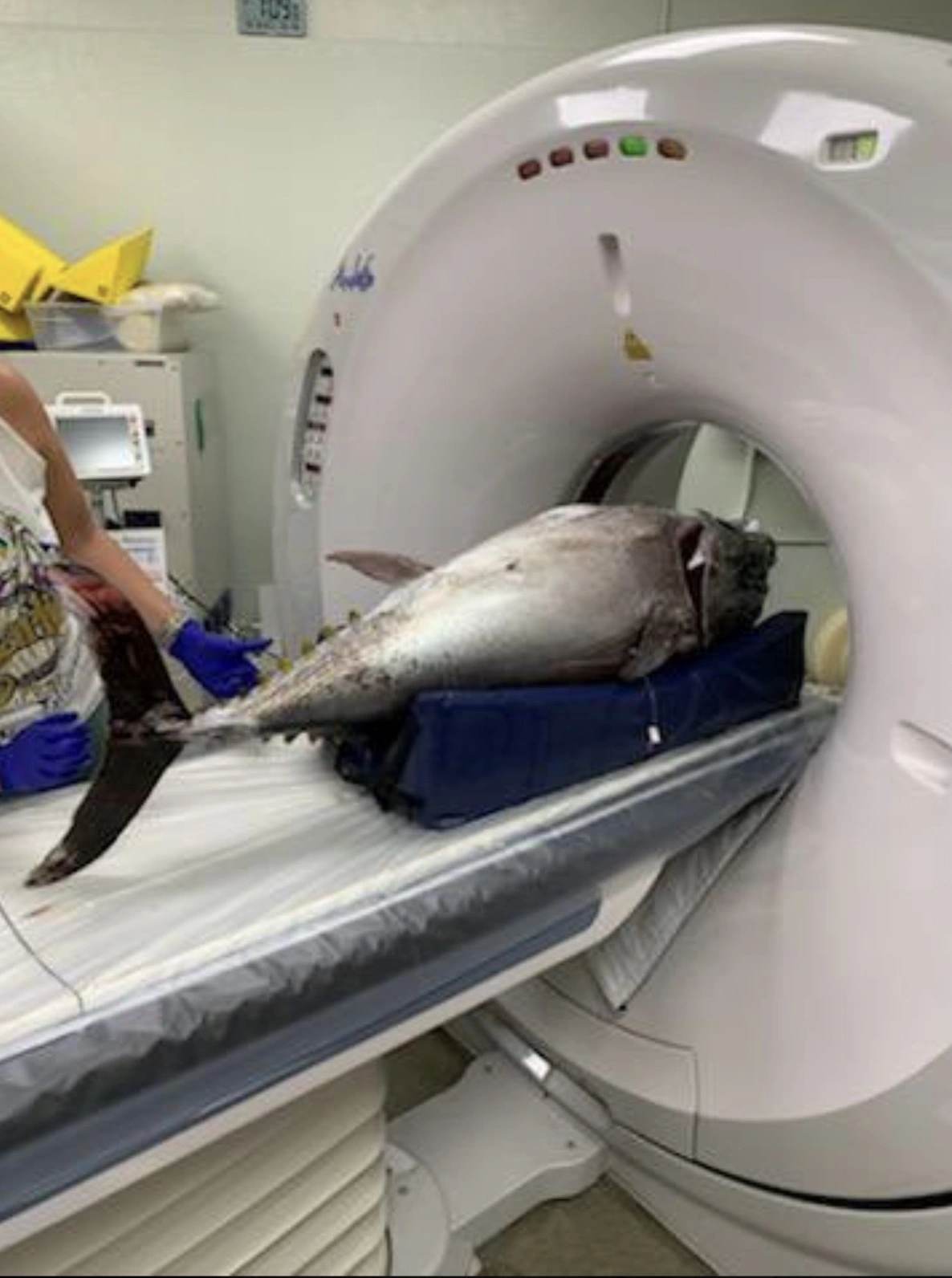 31 Animals Unwillingly Undergoing X-Rays