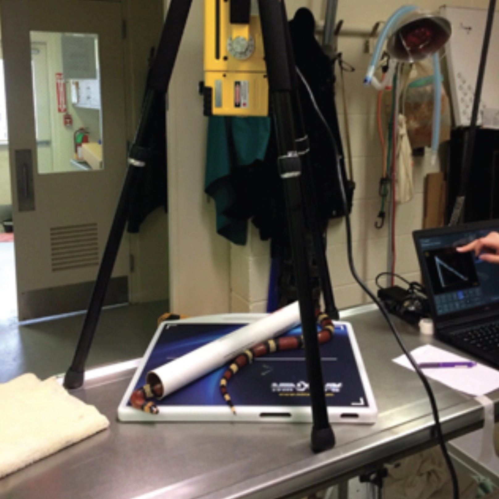 31 Animals Unwillingly Undergoing X-Rays