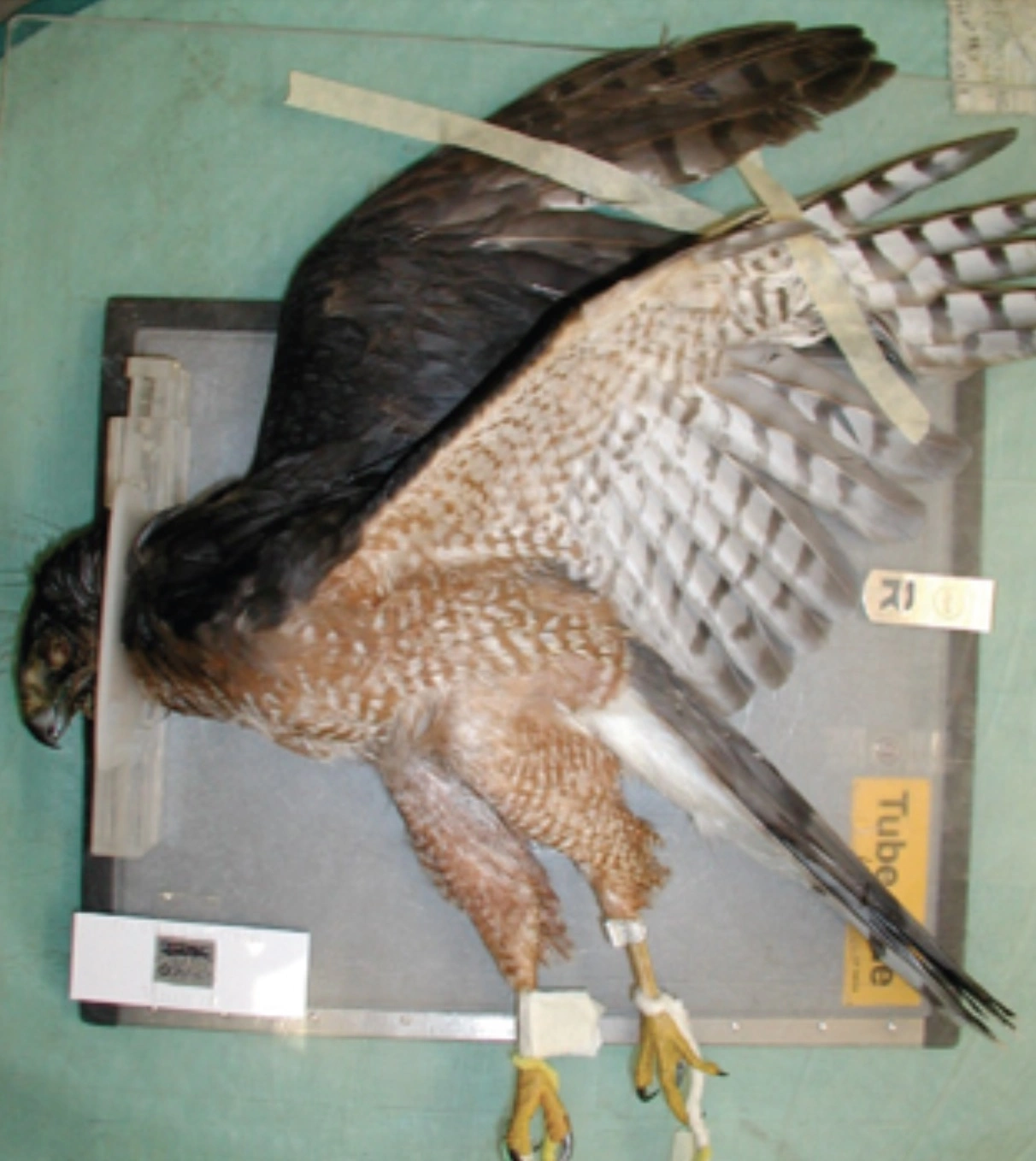 31 Animals Unwillingly Undergoing X-Rays