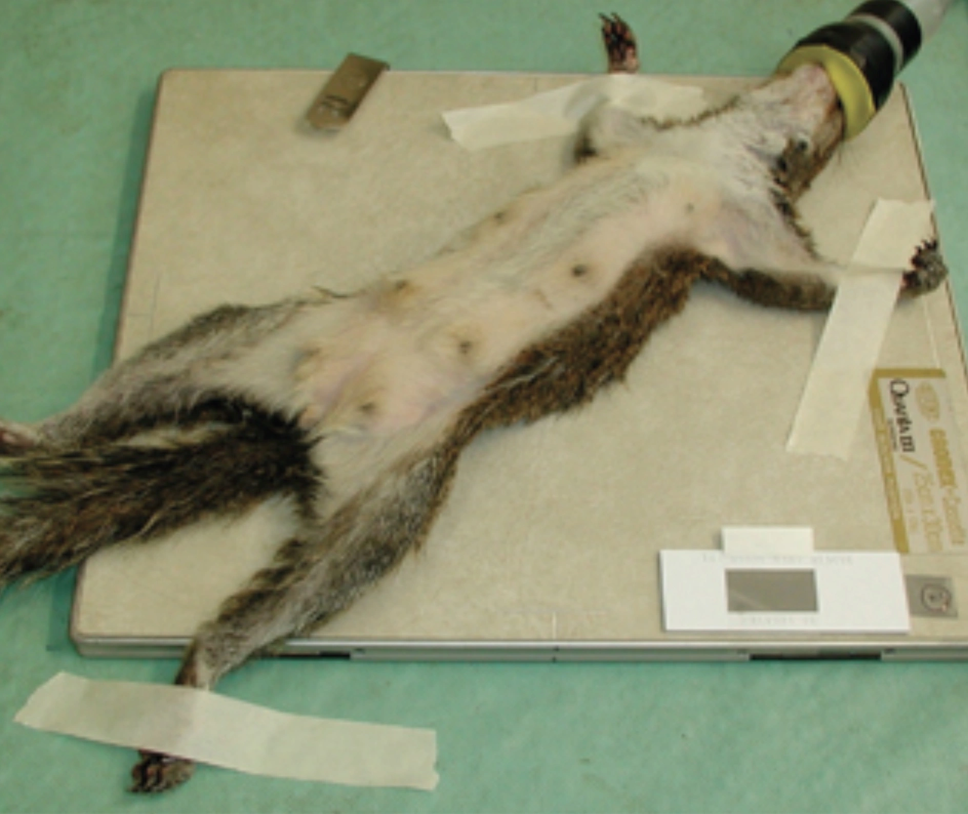 31 Animals Unwillingly Undergoing X-Rays