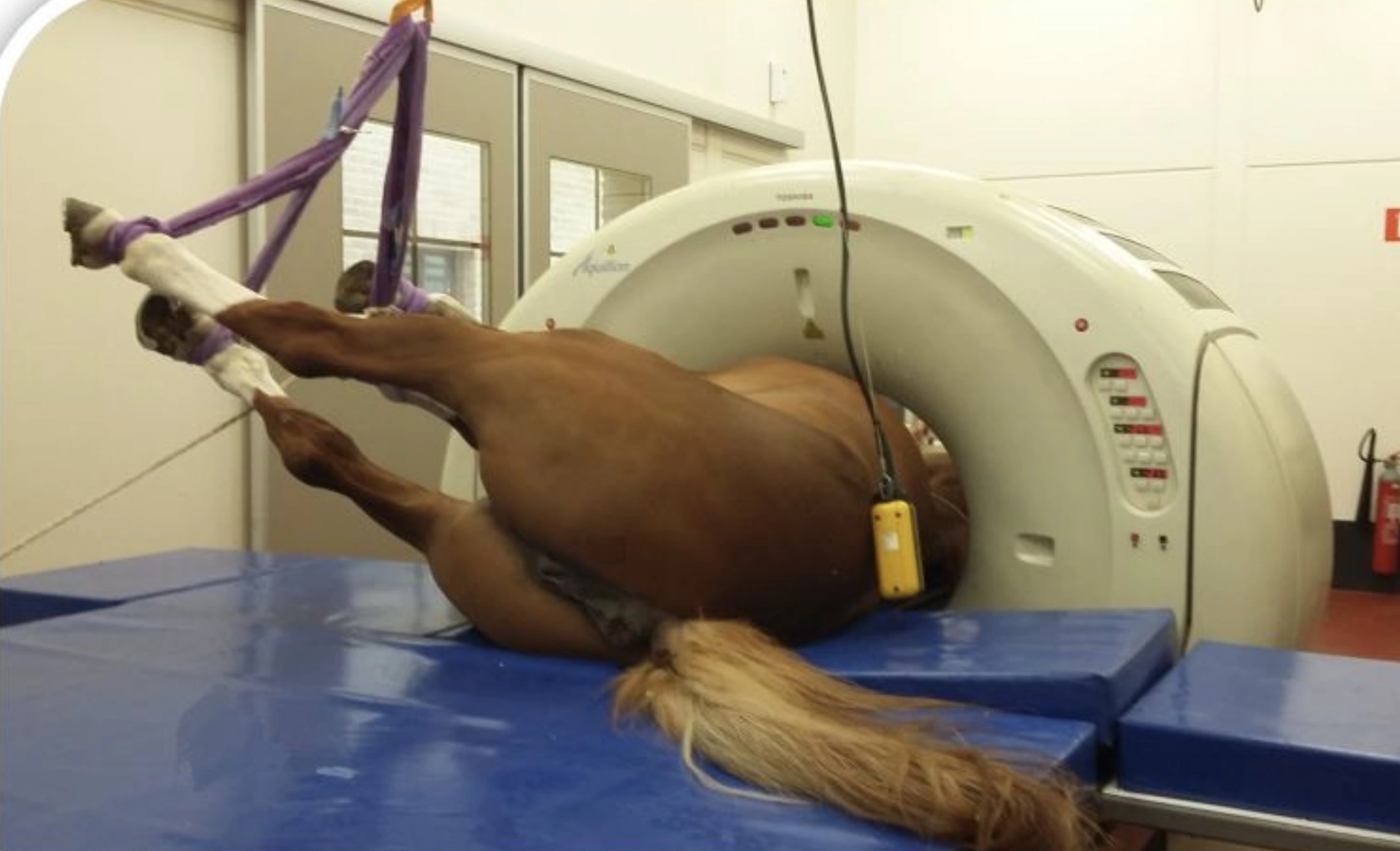 31 Animals Unwillingly Undergoing X-Rays