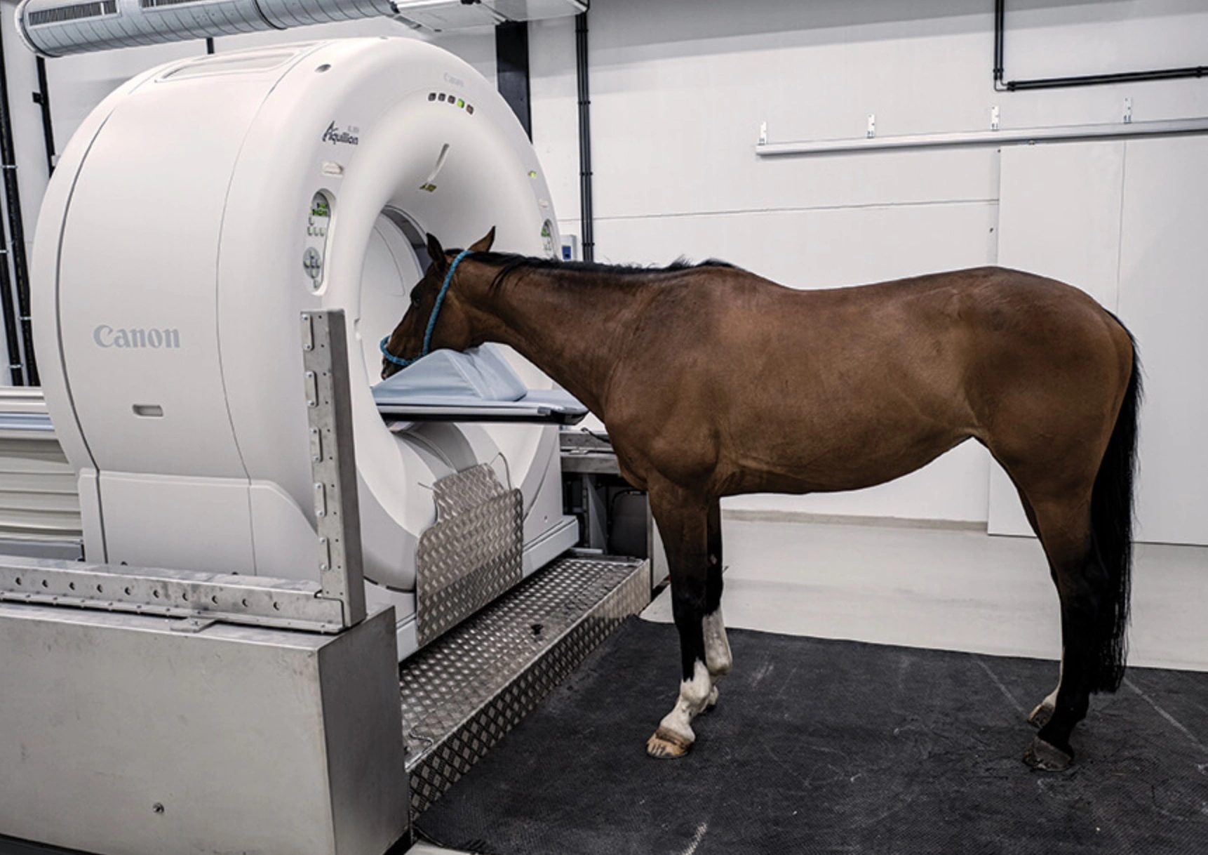 31 Animals Unwillingly Undergoing X-Rays