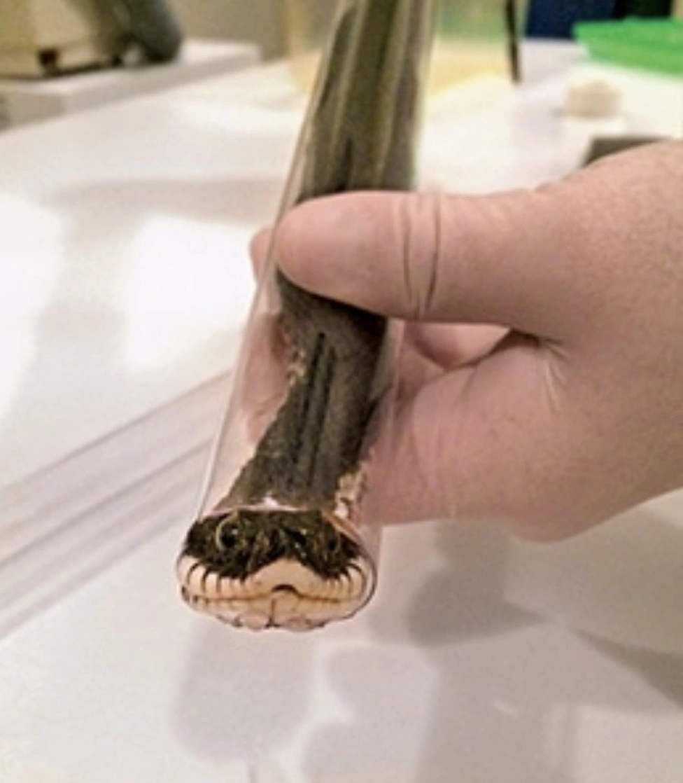 31 Animals Unwillingly Undergoing X-Rays