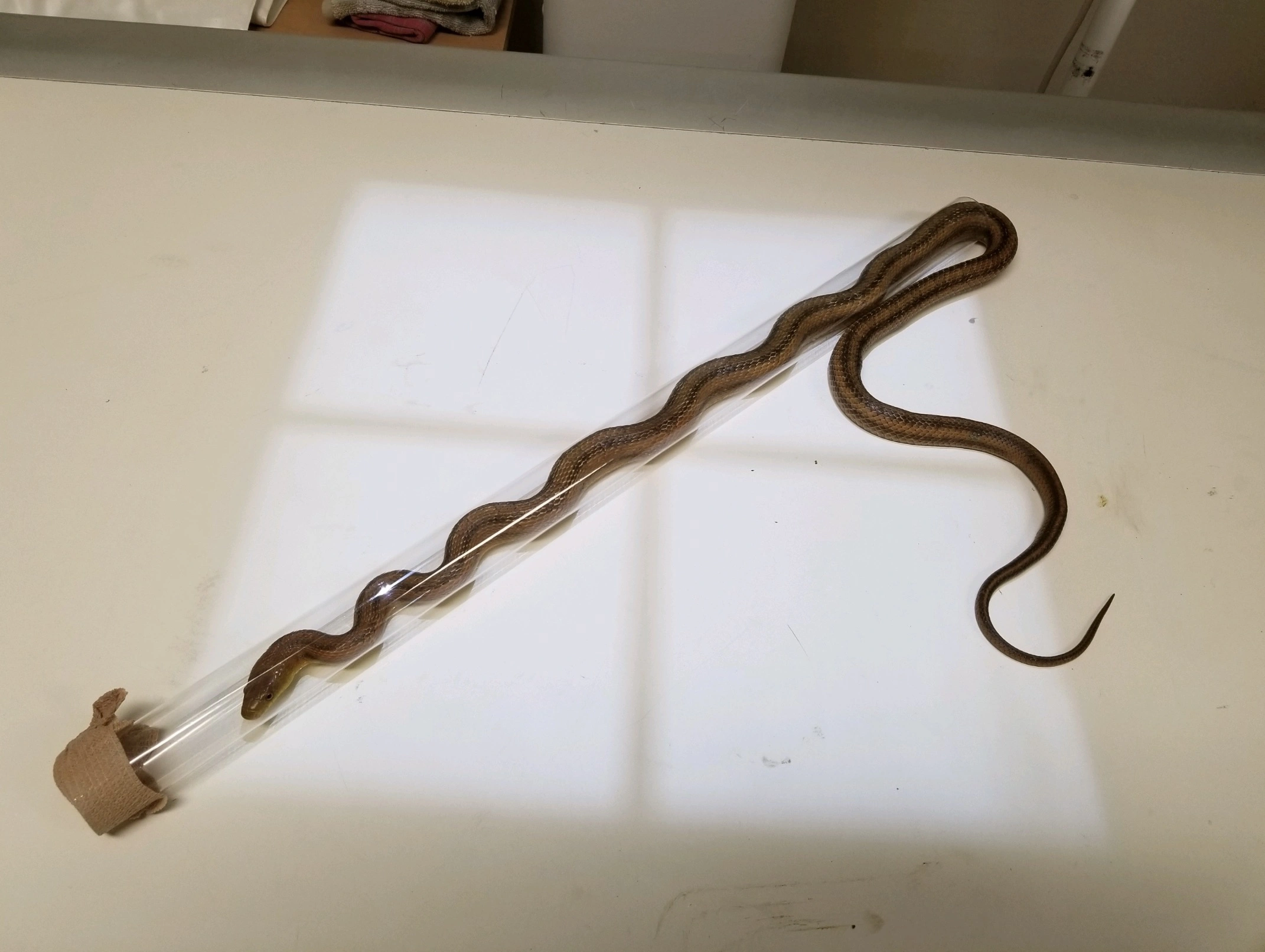 31 Animals Unwillingly Undergoing X-Rays