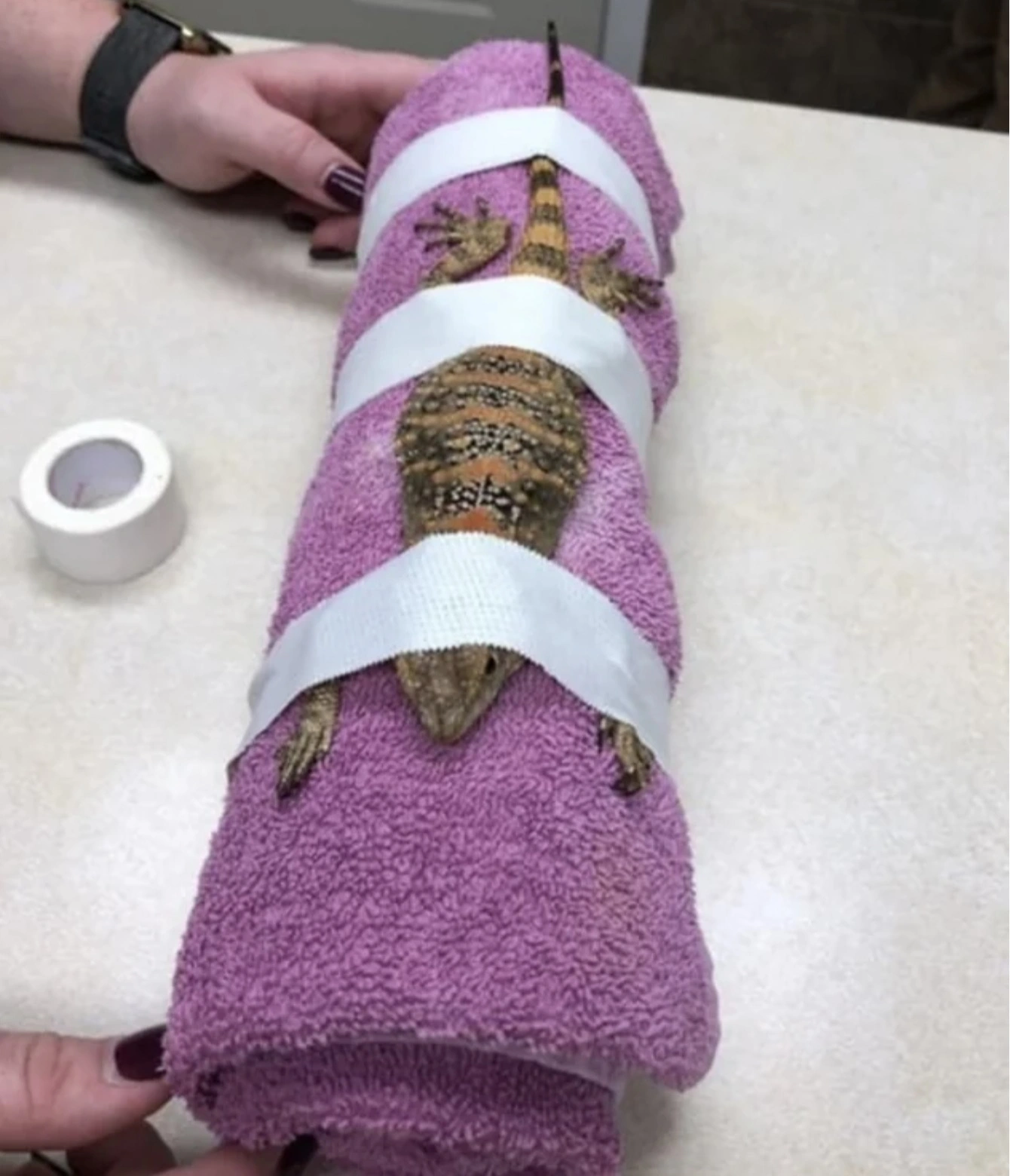 31 Animals Unwillingly Undergoing X-Rays