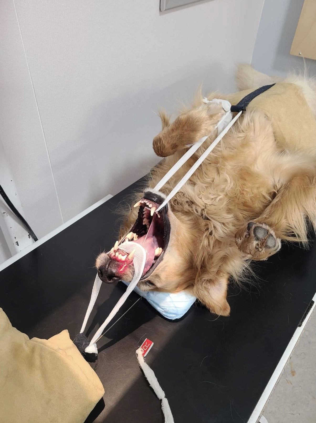 31 Animals Unwillingly Undergoing X-Rays