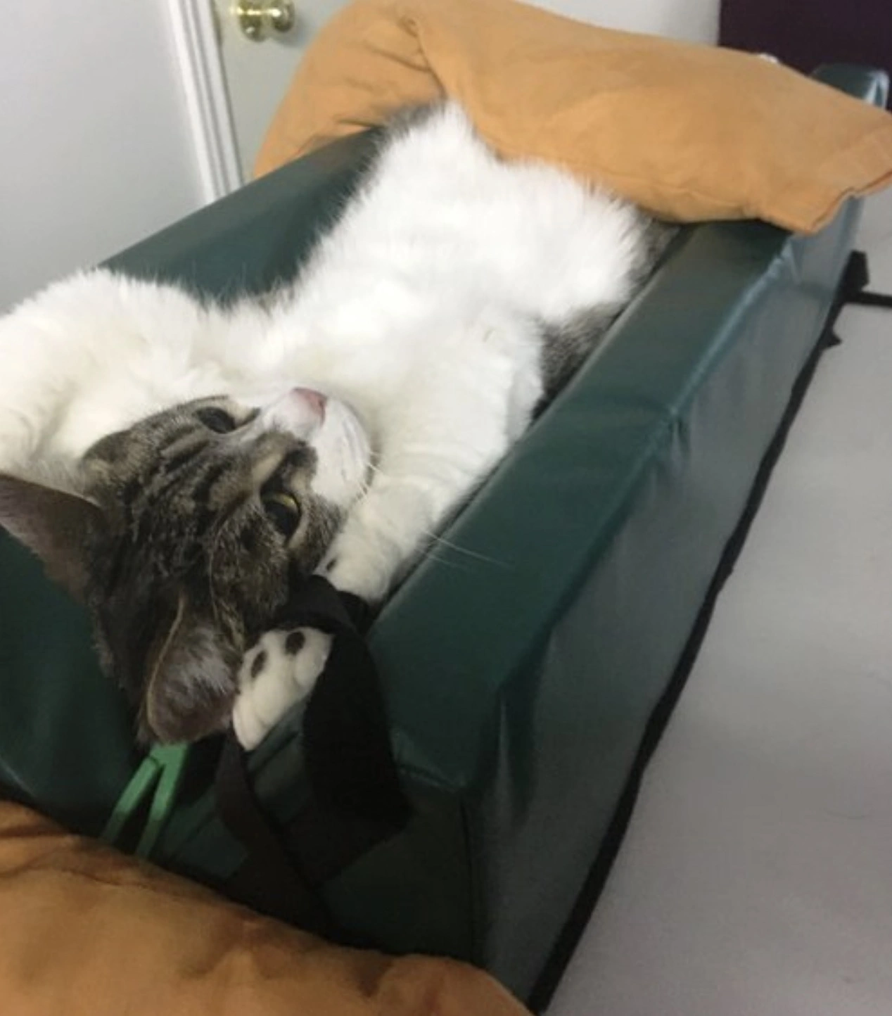 31 Animals Unwillingly Undergoing X-Rays