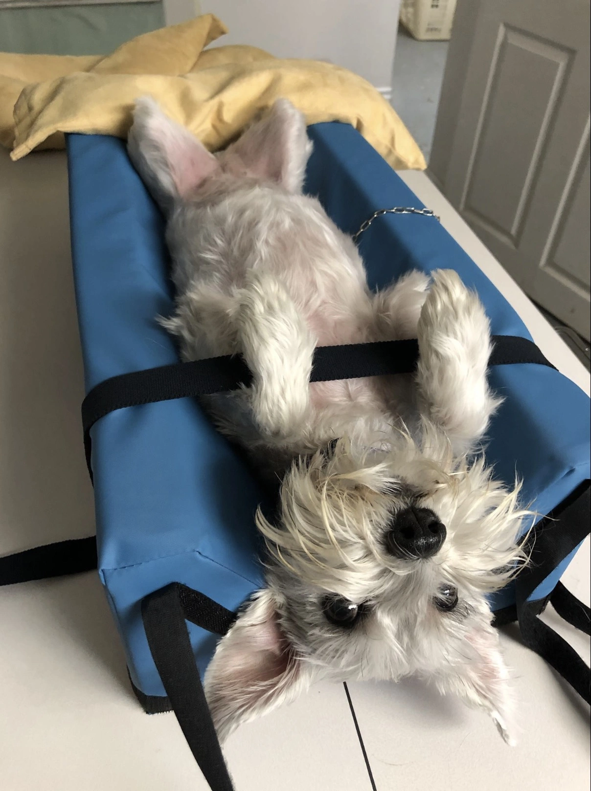 31 Animals Unwillingly Undergoing X-Rays