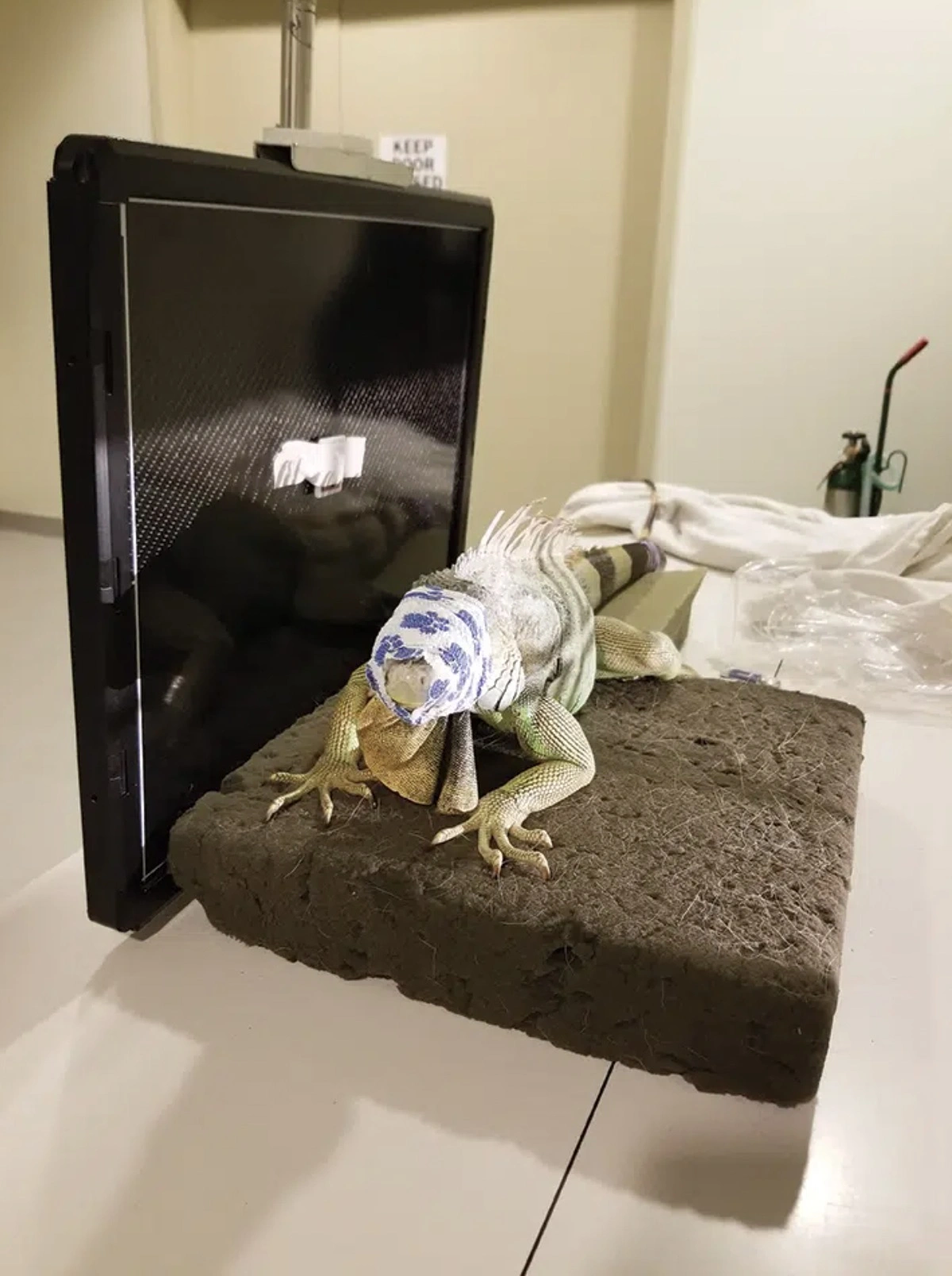 31 Animals Unwillingly Undergoing X-Rays