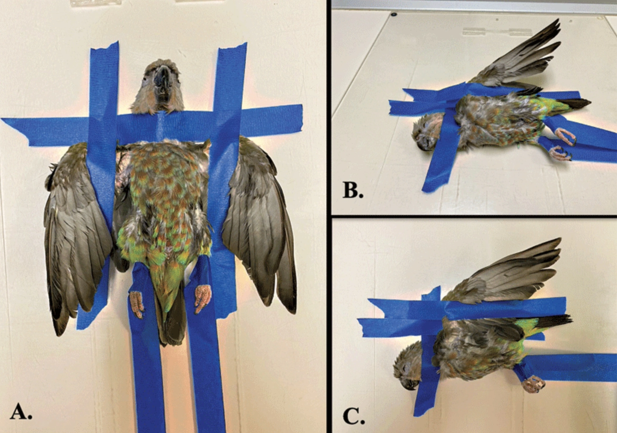 31 Animals Unwillingly Undergoing X-Rays