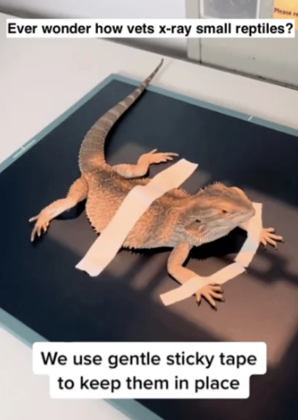 31 Animals Unwillingly Undergoing X-Rays