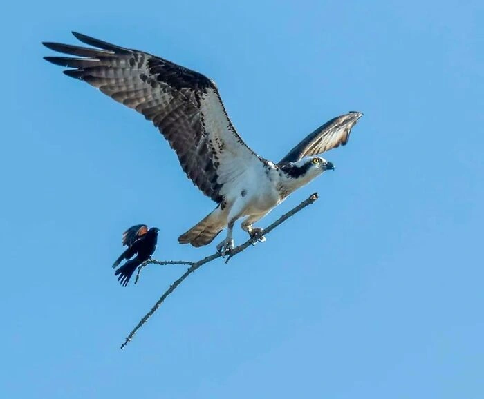 23 Unbelievable Photos of Rare Coincidences Caught on Camera