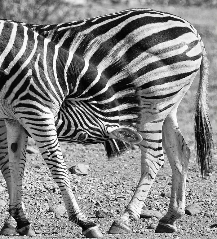 23 Unbelievable Photos of Rare Coincidences Caught on Camera