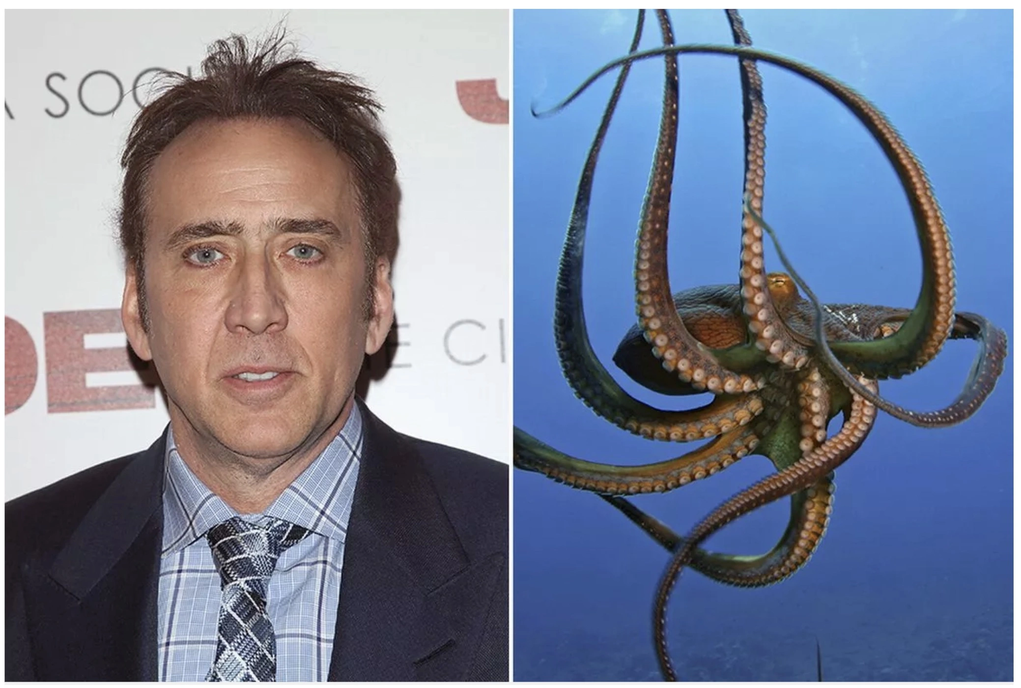 20 Celebrities and Their Unusual Animal Companions