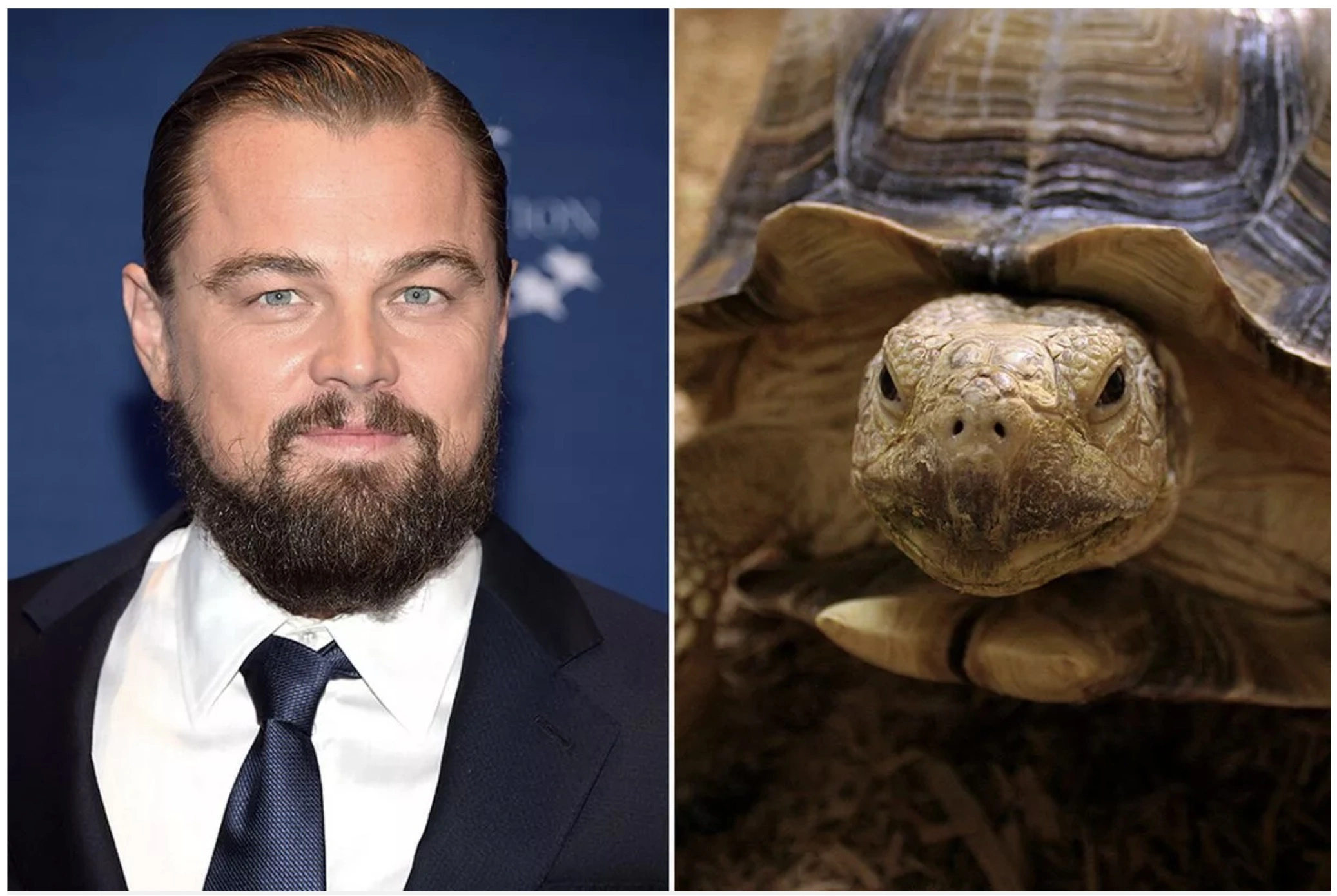 20 Celebrities and Their Unusual Animal Companions