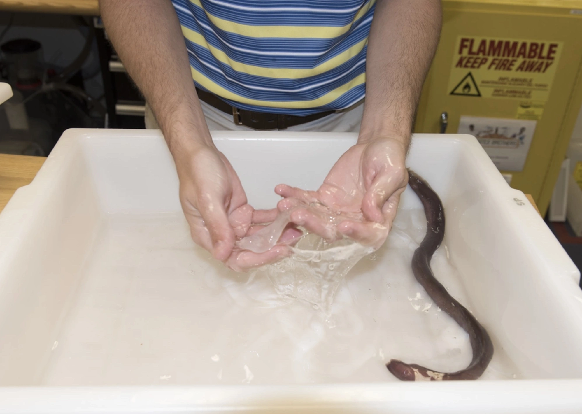 The Repulsive Power of Hagfish Sliming: A Sticky Situation Unfolds