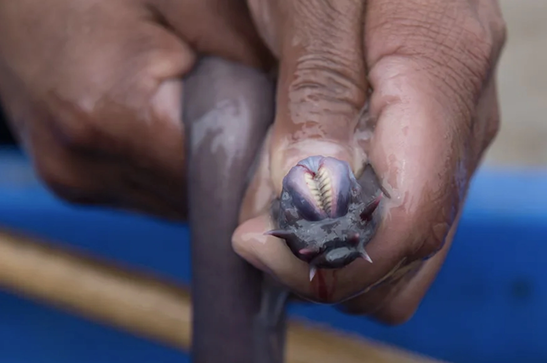 The Repulsive Power of Hagfish Sliming: A Sticky Situation Unfolds