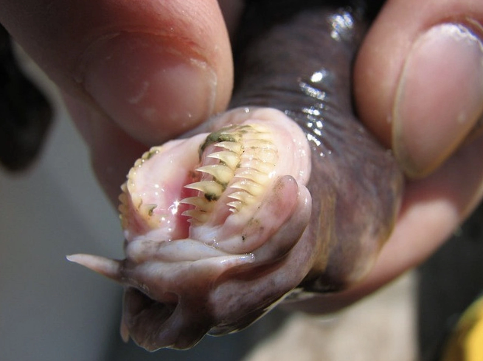 The Repulsive Power of Hagfish Sliming: A Sticky Situation Unfolds