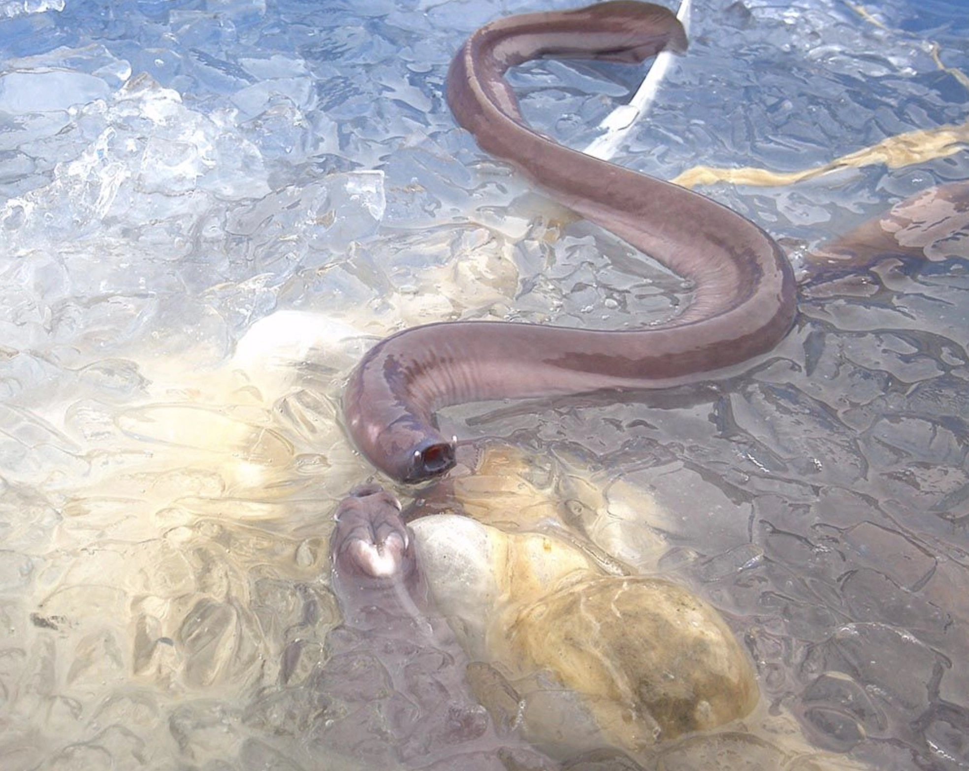 The Repulsive Power of Hagfish Sliming: A Sticky Situation Unfolds