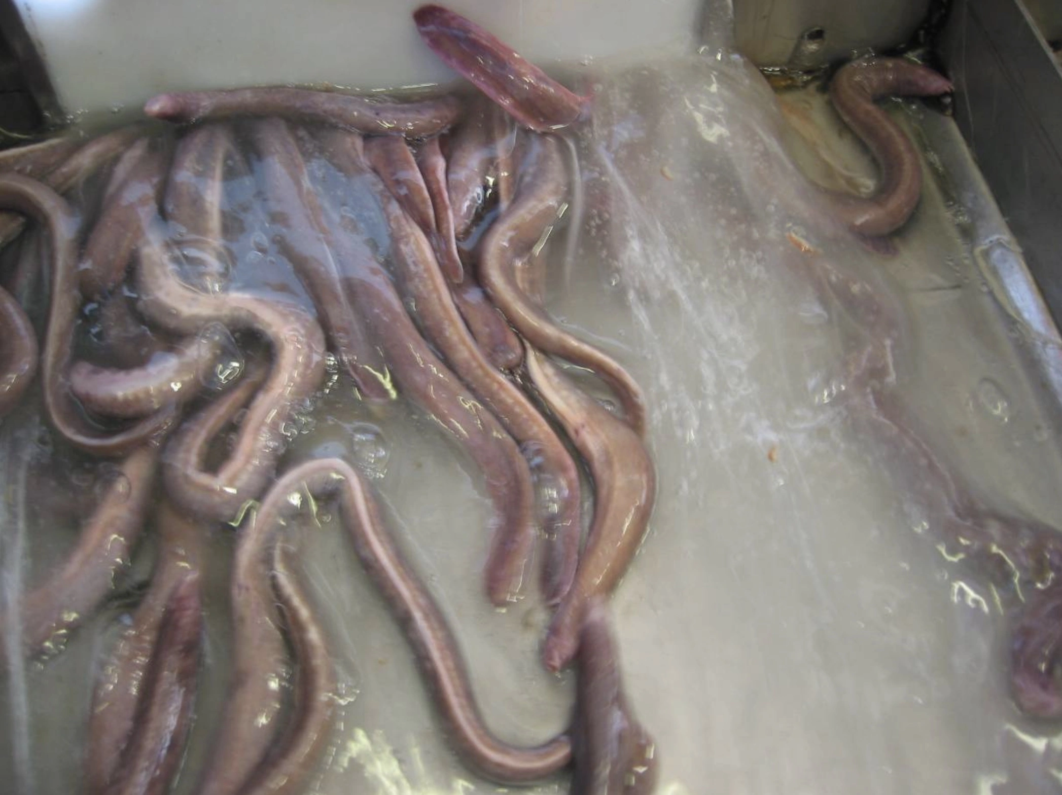 The Repulsive Power of Hagfish Sliming: A Sticky Situation Unfolds