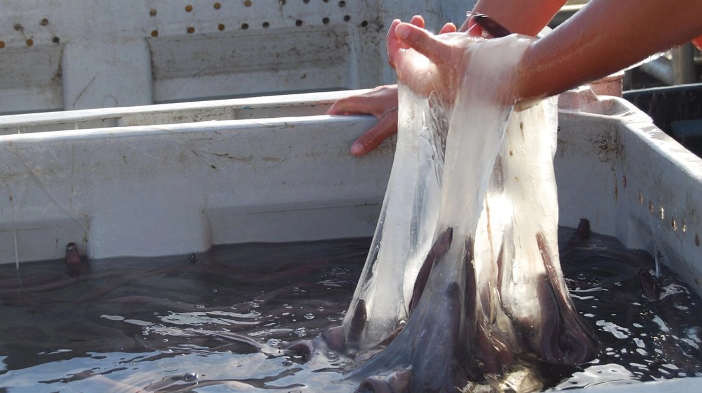 The Repulsive Power of Hagfish Sliming: A Sticky Situation Unfolds