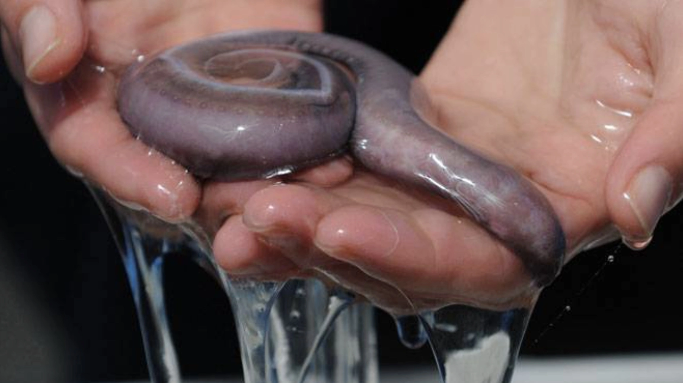 The Repulsive Power of Hagfish Sliming: A Sticky Situation Unfolds