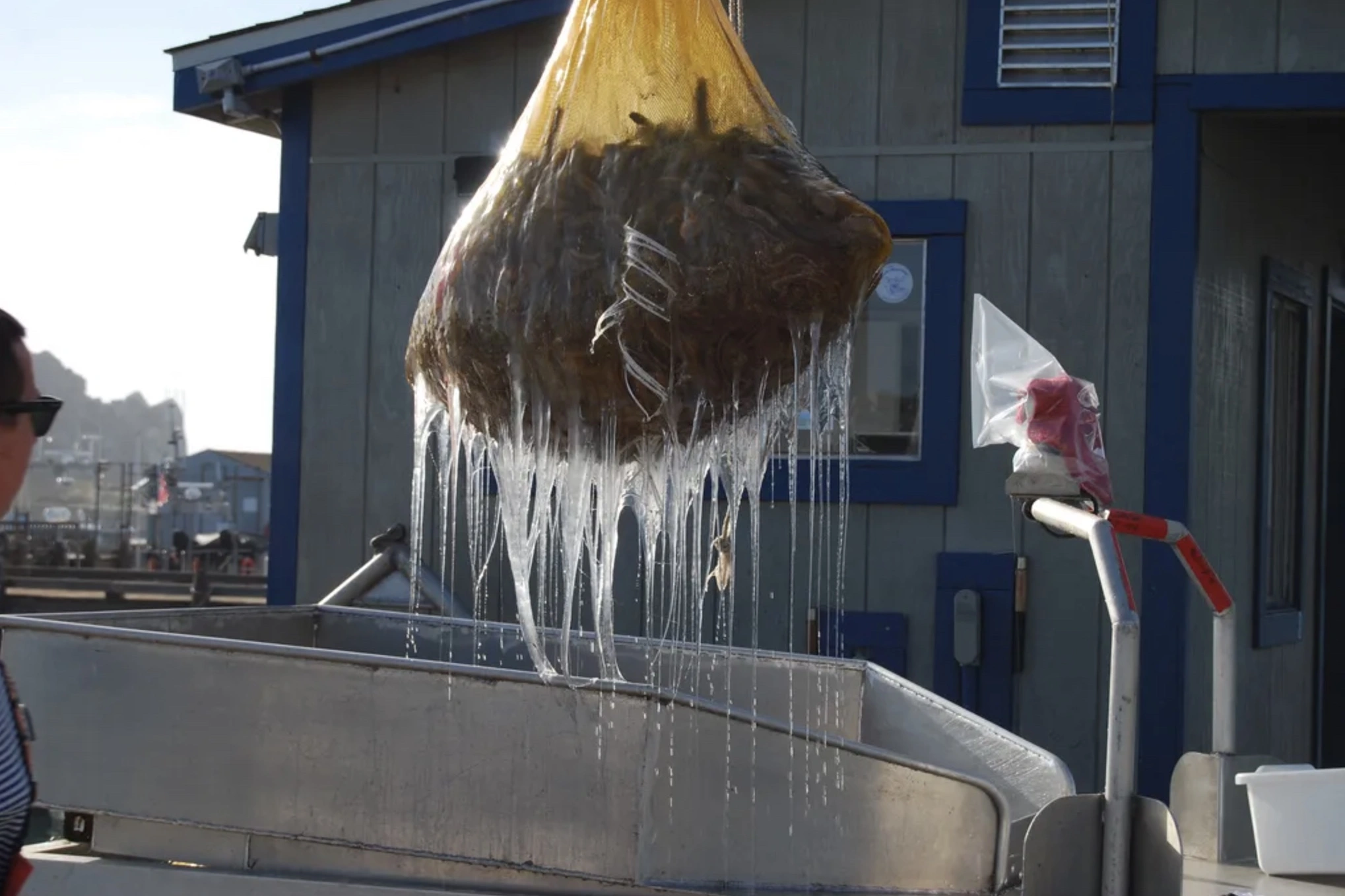 The Repulsive Power of Hagfish Sliming: A Sticky Situation Unfolds