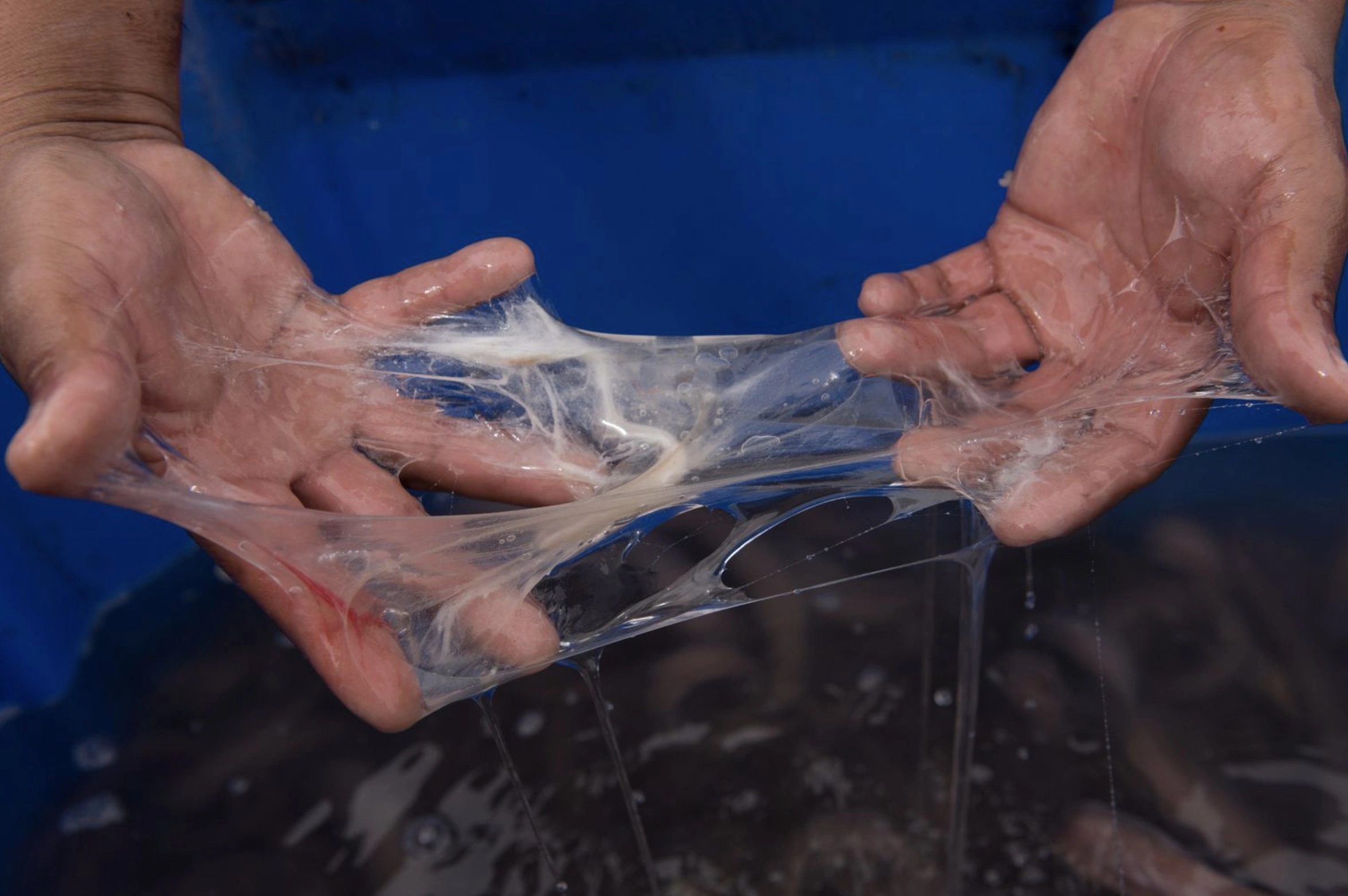 The Repulsive Power of Hagfish Sliming: A Sticky Situation Unfolds