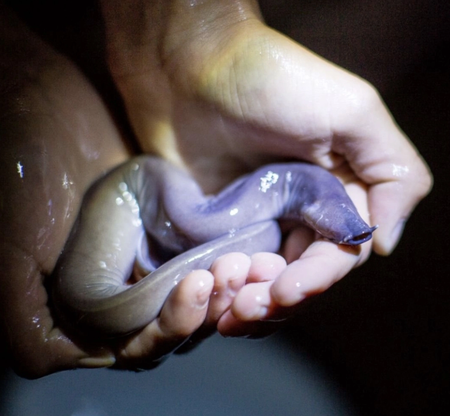 The Repulsive Power of Hagfish Sliming: A Sticky Situation Unfolds