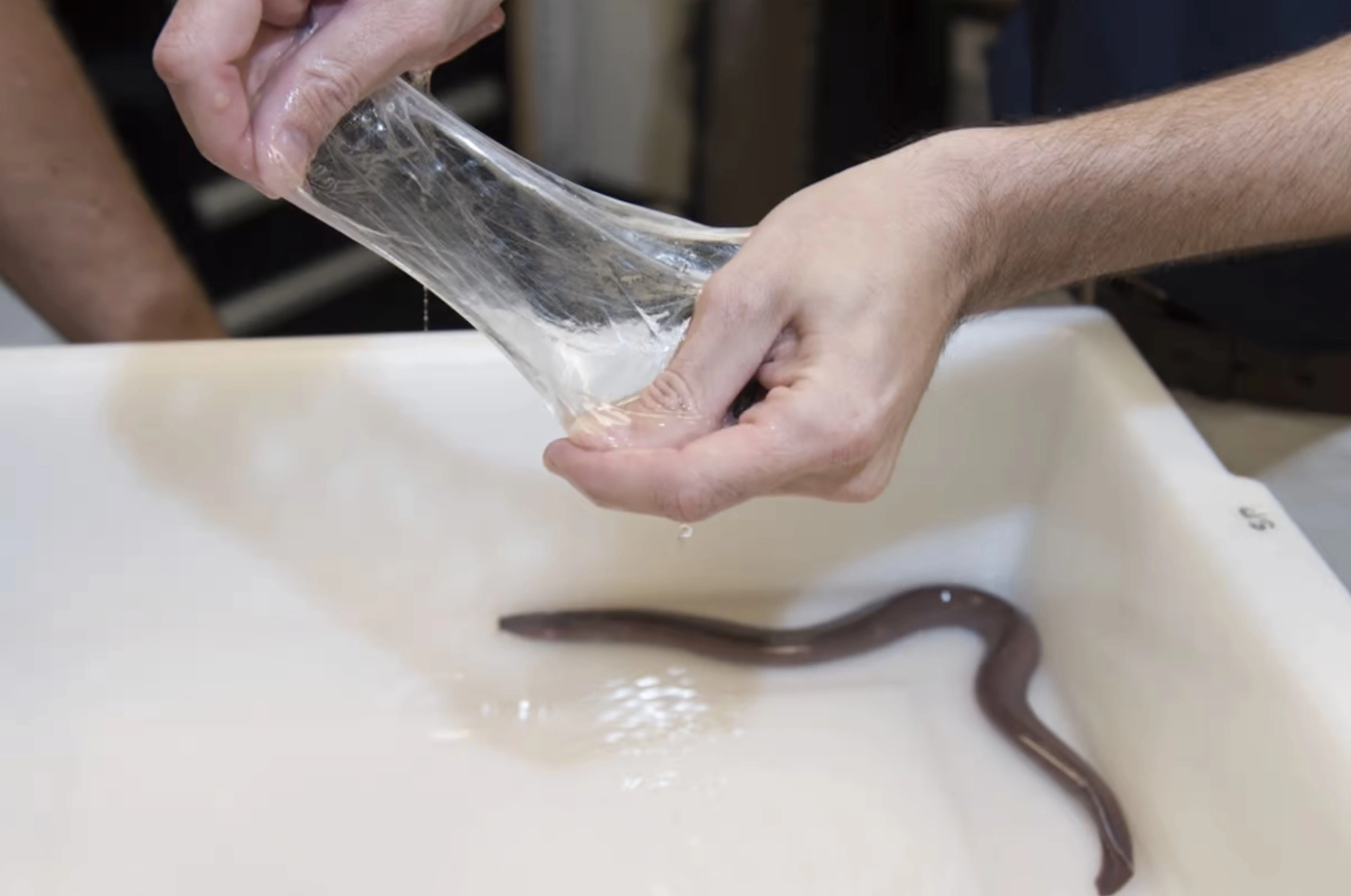 The Repulsive Power of Hagfish Sliming: A Sticky Situation Unfolds