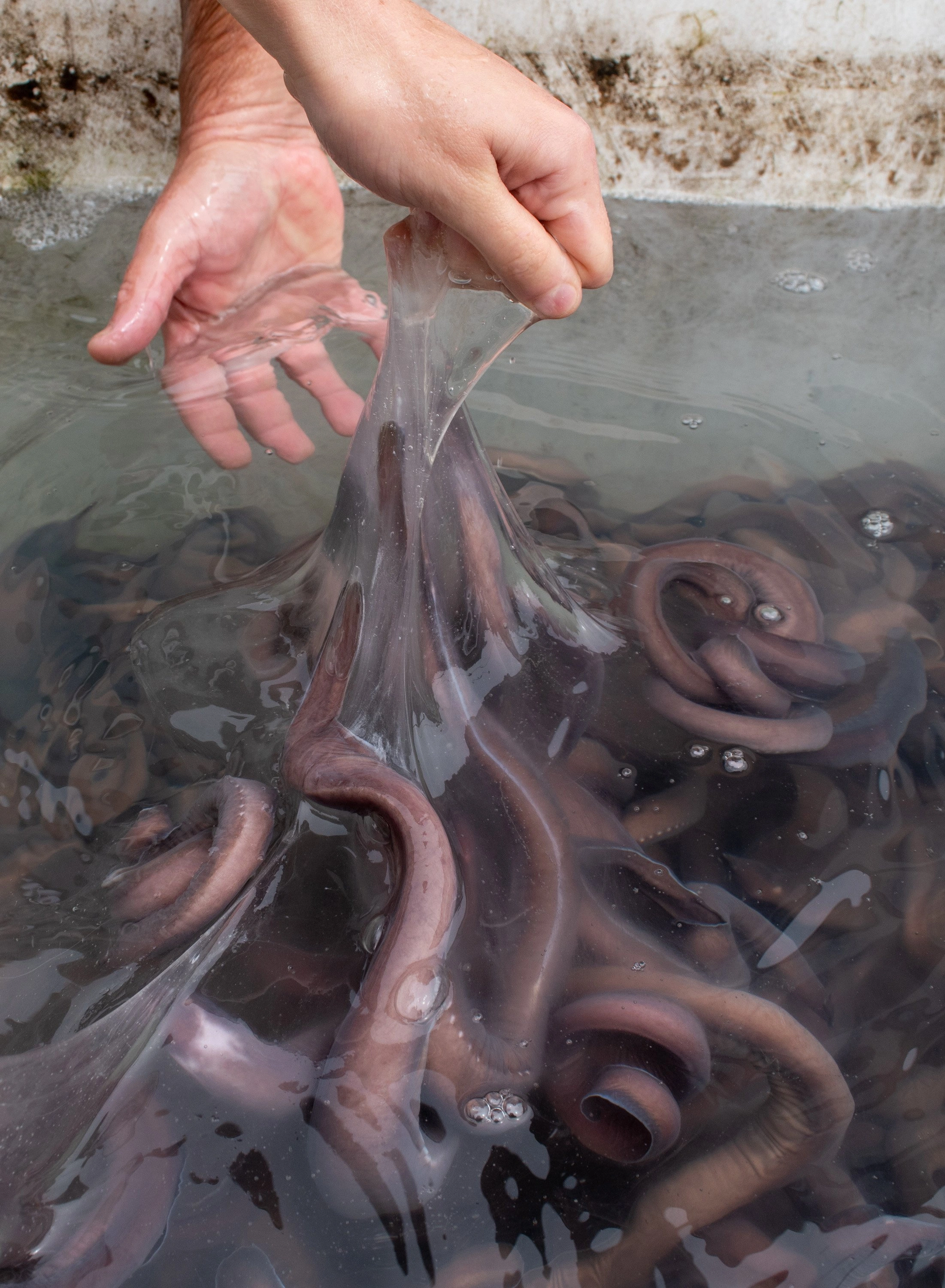 The Repulsive Power of Hagfish Sliming: A Sticky Situation Unfolds