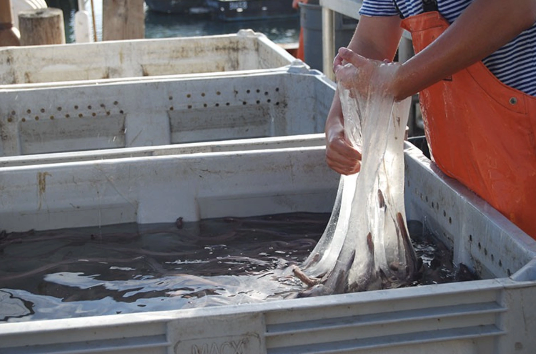 The Repulsive Power of Hagfish Sliming: A Sticky Situation Unfolds