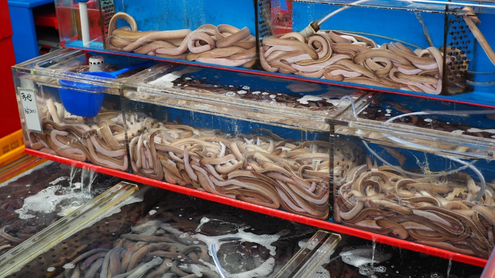 The Repulsive Power of Hagfish Sliming: A Sticky Situation Unfolds
