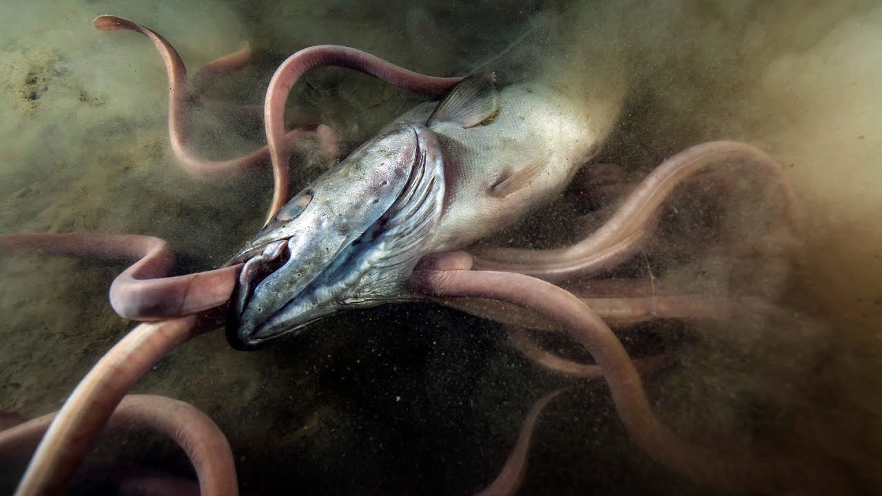 The Repulsive Power of Hagfish Sliming: A Sticky Situation Unfolds
