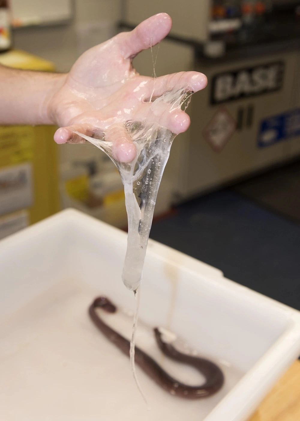 The Repulsive Power of Hagfish Sliming: A Sticky Situation Unfolds